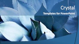  Presentation with terminal - Beautiful theme featuring southwest - agave asparagaceae cactus plant backdrop and a teal colored foreground