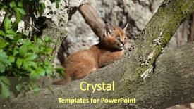  Presentation with kitten - Cool new presentation theme with africa baby - caracal caracal caracal kitten wild backdrop and a violet colored foreground