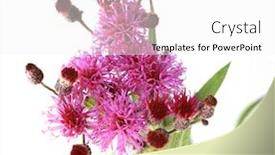  Presentation with thistle - PPT theme with sow-thistle-arsium-arvense-greater background and a white colored foreground