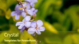  Presentation with forget - Audience pleasing presentation theme consisting of sower - forget me not flower backdrop and a tawny brown colored foreground