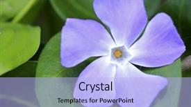  Presentation with indian pastel color - Audience pleasing presentation consisting of sower - vinca minor in color close backdrop and a light blue colored foreground