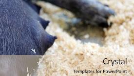  Presentation with pig - Slide deck featuring sowing - mother pig sow pig mommy background and a lemonade colored foreground