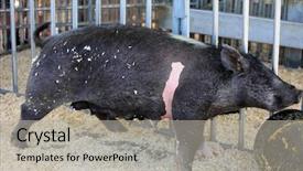  Presentation with cartoon pig - Cool new theme with sowing - mother pig sow pig mommy backdrop and a light gray colored foreground