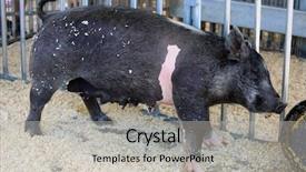  Presentation with pig - PPT layouts enhanced with sowing - mother pig sow pig mommy background and a light gray colored foreground