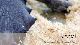  Presentation with pig - PPT theme consisting of sowing - mother pig sow pig mommy background and a lemonade colored foreground