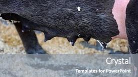  Presentation with pig - Beautiful PPT layouts featuring sowing - mother pig sow pig mommy backdrop and a gray colored foreground