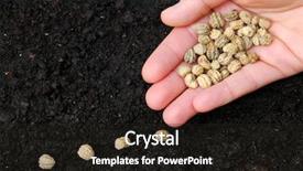  Presentation with seed - Cool new slides with sowing flower seeds backdrop and a wine colored foreground