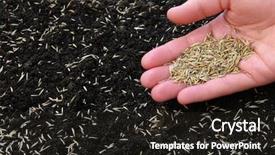  Presentation with seed - Theme enhanced with sowing grass background and a  colored foreground