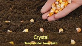  Presentation with maize - PPT layouts with sowing maize in a row background and a  colored foreground