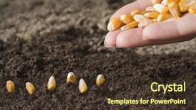  Presentation with maize - Slide deck enhanced with sowing maize background and a tawny brown colored foreground