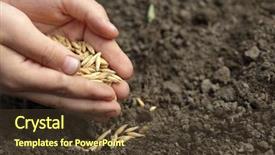  Presentation with seed - Presentation theme having sowing oats background and a tawny brown colored foreground
