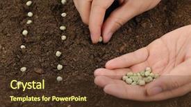  Presentation with peas - Audience pleasing PPT theme consisting of sowing peas in a row backdrop and a tawny brown colored foreground