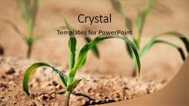  Presentation with maize - Amazing PPT theme having sowing reaping - close-up of healthy young maize backdrop and a coral colored foreground