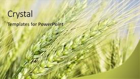  Presentation with ears - Beautiful PPT theme featuring sowing reaping - close up of wheat ears backdrop and a soft green colored foreground