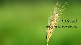  Presentation with ear - Presentation theme featuring sowing reaping - closeup of a single wheat background and a gold colored foreground