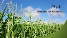  Presentation with maize - Theme featuring sowing reaping - healthy maize on the field background and a teal colored foreground