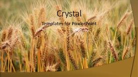  Presentation with harvest - PPT layouts featuring sowing reaping - healthy ripe wheat before harvest background and a yellow colored foreground