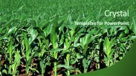 Presentation with maize - PPT layouts featuring sowing reaping - healthy young maize plants growing background and a forest green colored foreground