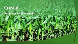  Presentation with maize - Amazing presentation theme having sowing reaping - healthy young maize plants backdrop and a shamrock green colored foreground