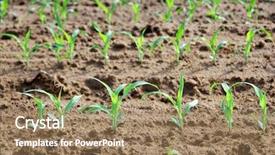  Presentation with maize - Beautiful presentation featuring sowing reaping - healthy young maize plants backdrop and a coral colored foreground