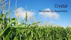  Presentation with blue sky - Theme consisting of sowing reaping - maize against blue sky background and a teal colored foreground