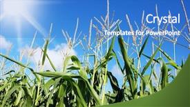  Presentation with maize - Audience pleasing slides consisting of sowing reaping - maize field against sun backdrop and a teal colored foreground