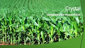 Presentation with maize - Cool new PPT theme with sowing reaping - maize field backdrop and a shamrock green colored foreground