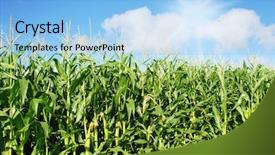  Presentation with maize - Slide set having sowing reaping - maize on the field background and a light blue colored foreground