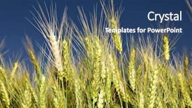  Presentation with organic - Cool new PPT layouts with sowing reaping - organic wheat on the field backdrop and a ocean colored foreground