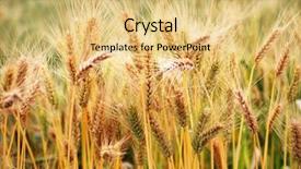  Presentation with harvest is ripe - Colorful PPT layouts enhanced with sowing reaping - ripe wheat before harvest backdrop and a yellow colored foreground
