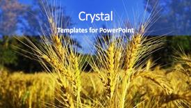  Presentation with wheat - Presentation having sowing reaping - ripe wheat early morning background and a cobalt blue colored foreground