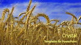  Presentation with ears - Presentation design consisting of sowing reaping - ripe wheat ears with beautiful background and a tawny brown colored foreground