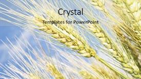  Presentation with ears - Amazing slides having sowing reaping - ripe wheat ears backdrop and a soft green colored foreground