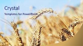  Presentation with ears - Amazing presentation design having sowing reaping - ripe wheat ears backdrop and a sky blue colored foreground