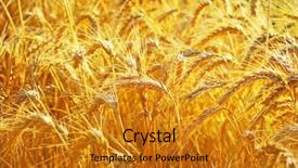  Presentation with harvest is ripe - Beautiful PPT theme featuring sowing reaping - ripe wheat ready for harvest backdrop and a gold colored foreground