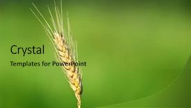  Presentation with ear - Slide deck featuring sowing reaping - single wheat ear background and a gold colored foreground