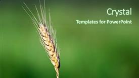  Presentation with leafy vegetables single - Cool new PPT theme with sowing reaping - single wheat ear backdrop and a tawny brown colored foreground
