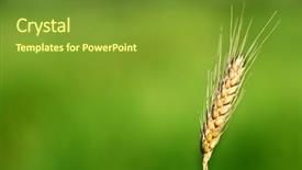  Presentation with ears - PPT layouts featuring sowing reaping - single wheat ears against green background and a tawny brown colored foreground