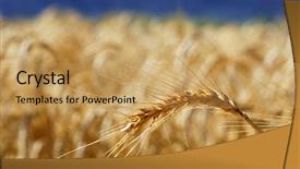  Presentation with ear - Theme featuring sowing reaping - wheat ear ripe for harvest background and a yellow colored foreground