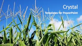  Presentation with sky blue - Theme having sowing reaping - young maize against blue sky background and a teal colored foreground