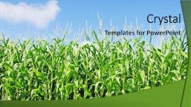  Presentation with maize - Presentation theme having sowing reaping - young maize against blue sky background and a light blue colored foreground