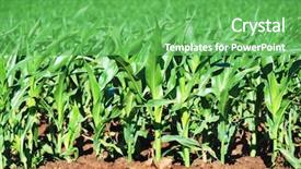  Presentation with maize - Colorful slides enhanced with sowing reaping - young maize crop backdrop and a seafoam green colored foreground