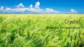  Presentation with seed - Presentation design having sowing seed - beautiful green wheat field blown background and a yellow colored foreground