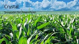  Presentation with maize - Slide deck featuring sowing seed - green maize field with dramatic background and a light blue colored foreground