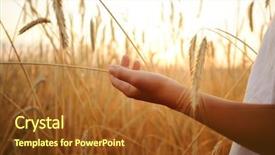  Presentation with wheat in hand - Audience pleasing theme consisting of sowing seed - kid hand wheat field backdrop and a tawny brown colored foreground