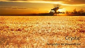  Presentation with wheat - PPT layouts consisting of sowing seed - sea of gold - sunset background and a gold colored foreground