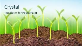  Presentation with greyhound soil - Presentation theme enhanced with sowing seed - young seedlings growing background and a sky blue colored foreground