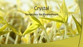  Presentation with soy bean - Colorful presentation enhanced with soy bean outbreak life growing backdrop and a blonde colored foreground