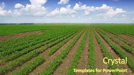  Presentation with soy - Colorful PPT layouts enhanced with soy beans - cultivated land in a rural backdrop and a tawny brown colored foreground