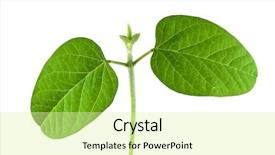  Presentation with soybean - Theme consisting of soy beans - soybean seedling isolated on white background and a blonde colored foreground